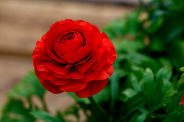 Red ranunculus typically bloom approximately 90 days after planting - stock photo