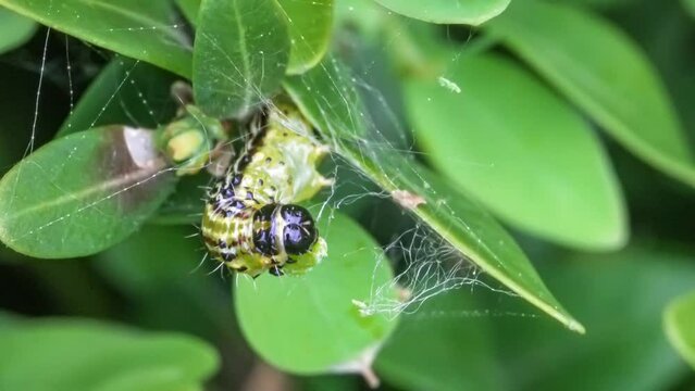 Makroaufnahme einer Raupe des Buchsbaumz&uuml;nslers (Cydalima perspectalis) beim Fressen von Buchsbaumbl&auml;ttern (Buxus sempervirens)	