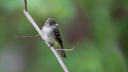 Wood peewee singing