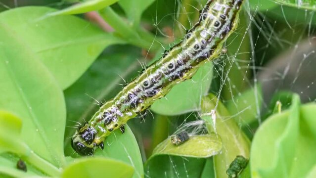 Makroaufnahme einer Raupe des Buchsbaumz&uuml;nslers (Cydalima perspectalis) beim Fressen von Buchsbaumbl&auml;ttern (Buxus sempervirens)	