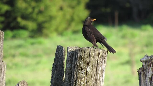 Blackbird (lat. Turdus merula) sits on an old fence and sings. Video
