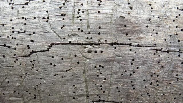 Wood Surface With Termite Holes. Dolly shooting. 