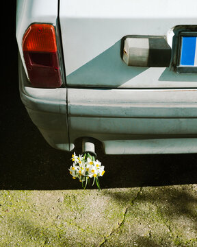 Retro car with a bouquet of flowers in the tailpipe. 