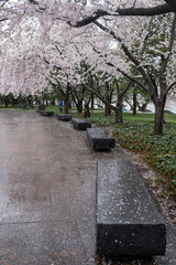 The Cherry Blossom Festival in Washington D.C.