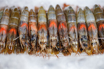 Shrimp fresh raw on ice stacked in a row, selective focus