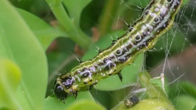 Makroaufnahme einer Raupe des Buchsbaumz&uuml;nslers (Cydalima perspectalis) beim Fressen von Buchsbaumbl&auml;ttern (Buxus sempervirens)	