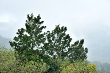 pine tree in the mountains