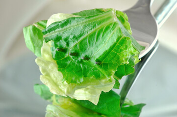 Fresh lettuce leaves from a salad pierced by a fork ready to eat