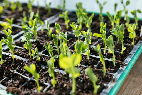 Sugarsnap pea seedlings
