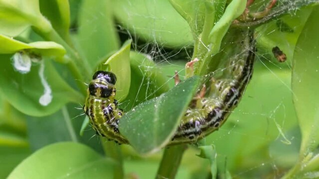Makroaufnahme einer Raupe des Buchsbaumz&uuml;nslers (Cydalima perspectalis) beim Fressen von Buchsbaumbl&auml;ttern (Buxus sempervirens)	