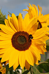Bumble-bee on a sunflower in warm evening light