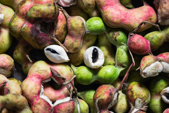 Manila Tamarind