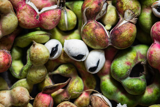 Manila Tamarind