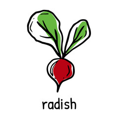 Radish, silhouette icons set with lettering. Imitation of stamp, print with scuffs. Simple black shape and color vector illustration. Hand drawn isolated elements on white background