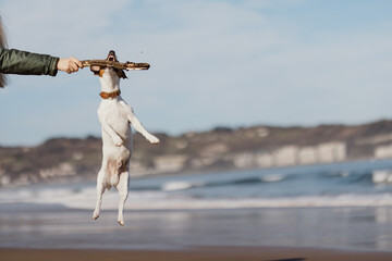 Adorable jack russell  jumping