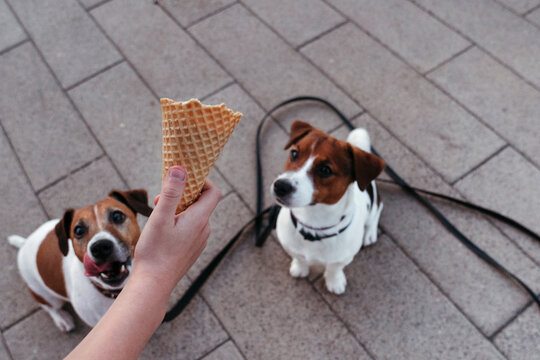 Faceless kid invites dogs to try ice cream on walking.