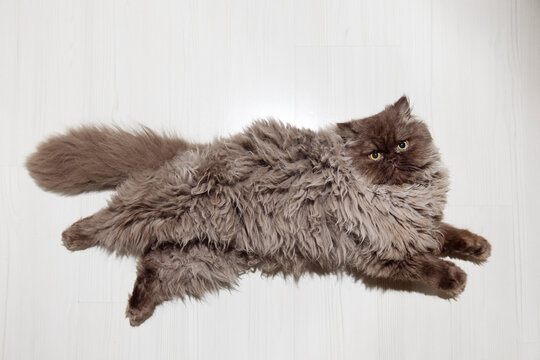 a fluffy cat is lying on the floor