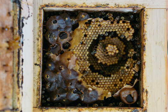 Bee hive.