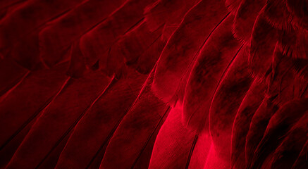 red feather pigeon macro photo. texture or background