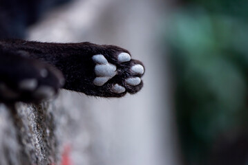 Cute black cat's paw in a park, close up
