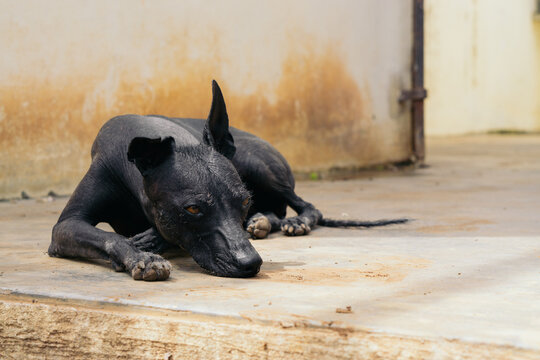 Xoloitzcuintle.
