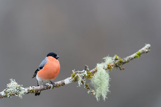 Beautiful Male Bullfinch Perched On A Branch  