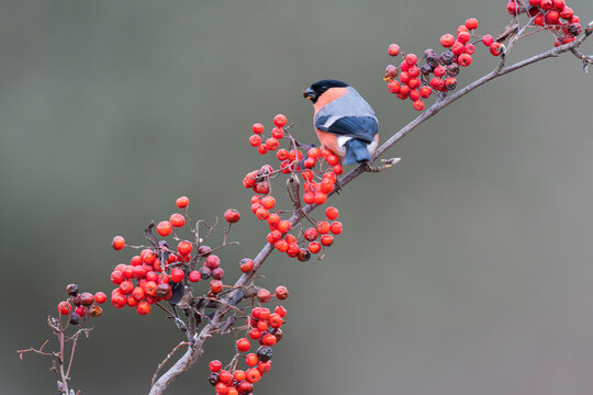 Male Bullfinch Perched On A Rowan Branch  