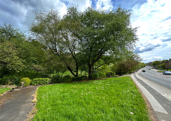 Fototapeta na wymiar Split view, looking over a green space, with old trees, next to the main, Canal Road, Shipley, Bradford, UK