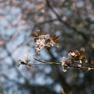 blooming plum flowers in spring