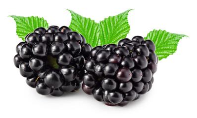 blackberries with leaves isolated on white background. clipping path