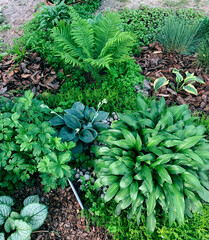 landscape design, alpine hill