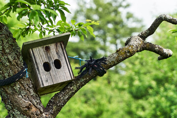 Nistkasten für Singvögel im Frühling