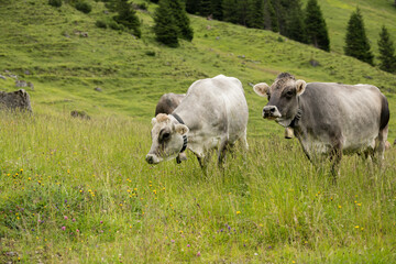 Fototapeta premium Two beautiful austrian cows posing in a fresh green alpine meadow. austria, mountains, alps, duo, mammal, beautiful, agriculture
