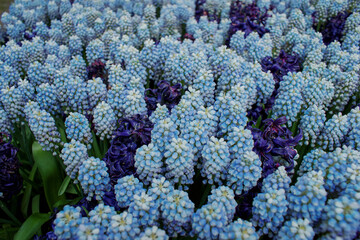 Flower arrangement, bouquet, flowers background