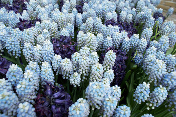 Flower arrangement, bouquet, flowers background