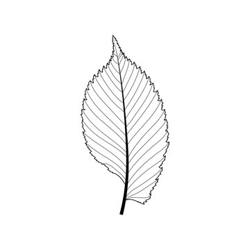 Simple leaf example. Simple leaf with pinnate venation. Elm leave with doubly serrate margin, asymmetric at the base. Unlobed simple leaf. Black and white illustration.