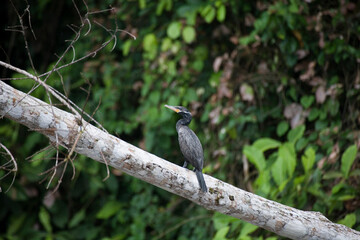 Neotropic Cormorant, Phalacrocorax brasilianus, Ecuador