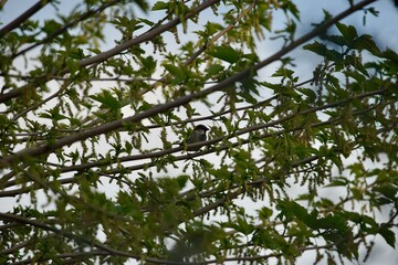 bird on tree
