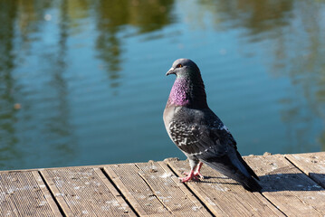 A pigeon sits on the bank of a pond.
