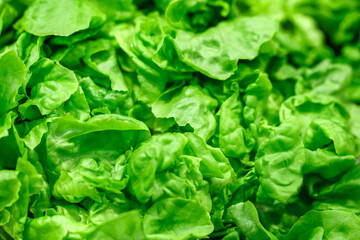 Green lettuce leaves in bulk on market, selective focus