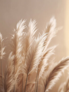 Background with dried pampas grass. 