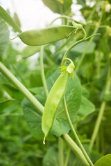 Young peas at an organic greenhouse farm, selective focus.
