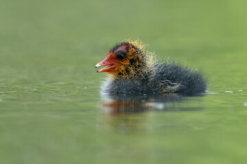 Coot chicks (Fulica)