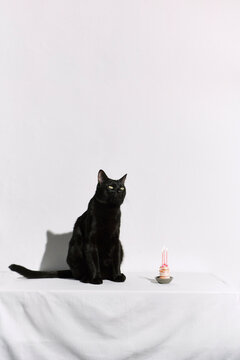 Happy birthday cat
