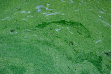 Poisson abstrait lentilles d'eau