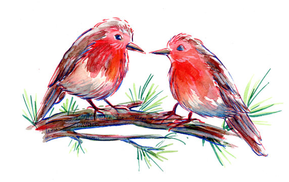 Aquarelle deux rouge-gorges sur un pin, oiseaux illustr&eacute;s