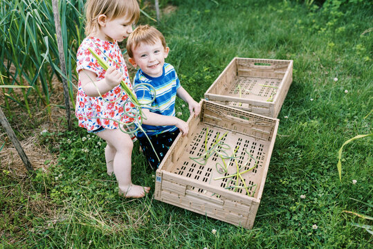 Happy Smiling toddler kids helping with garlic scape harvest in spring