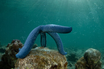 A blue sea star, Linkia laevigata, releases gametes as it spawns on a reef in Indonesia....