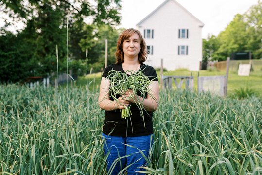 Female worker harvesting hardneck organic garlic from her urban farm