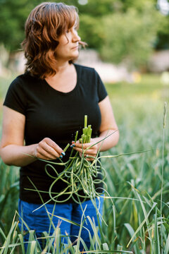 Female worker harvesting hardneck organic garlic from her urban farm